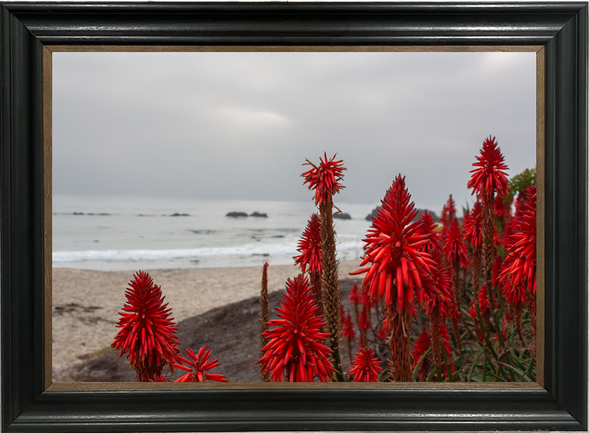 Aloe Greatness