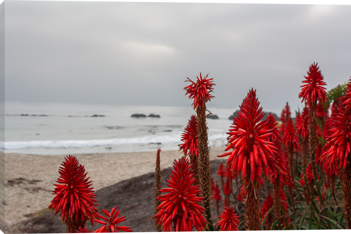 Aloe Greatness