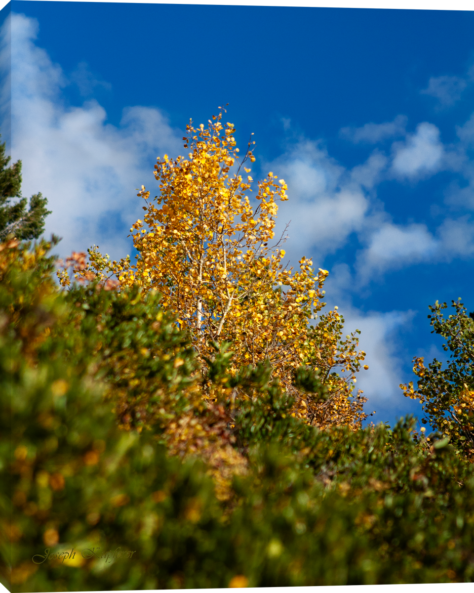 Aspen in the Wild
