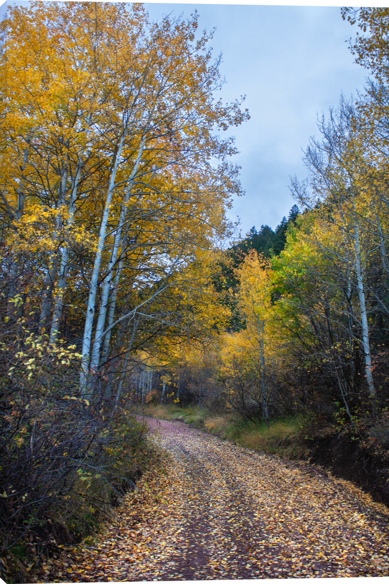 Autumn Walk