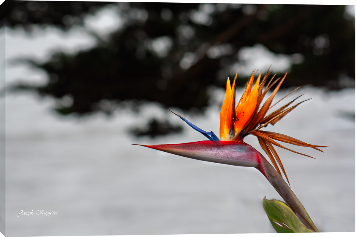Bird in Paradise