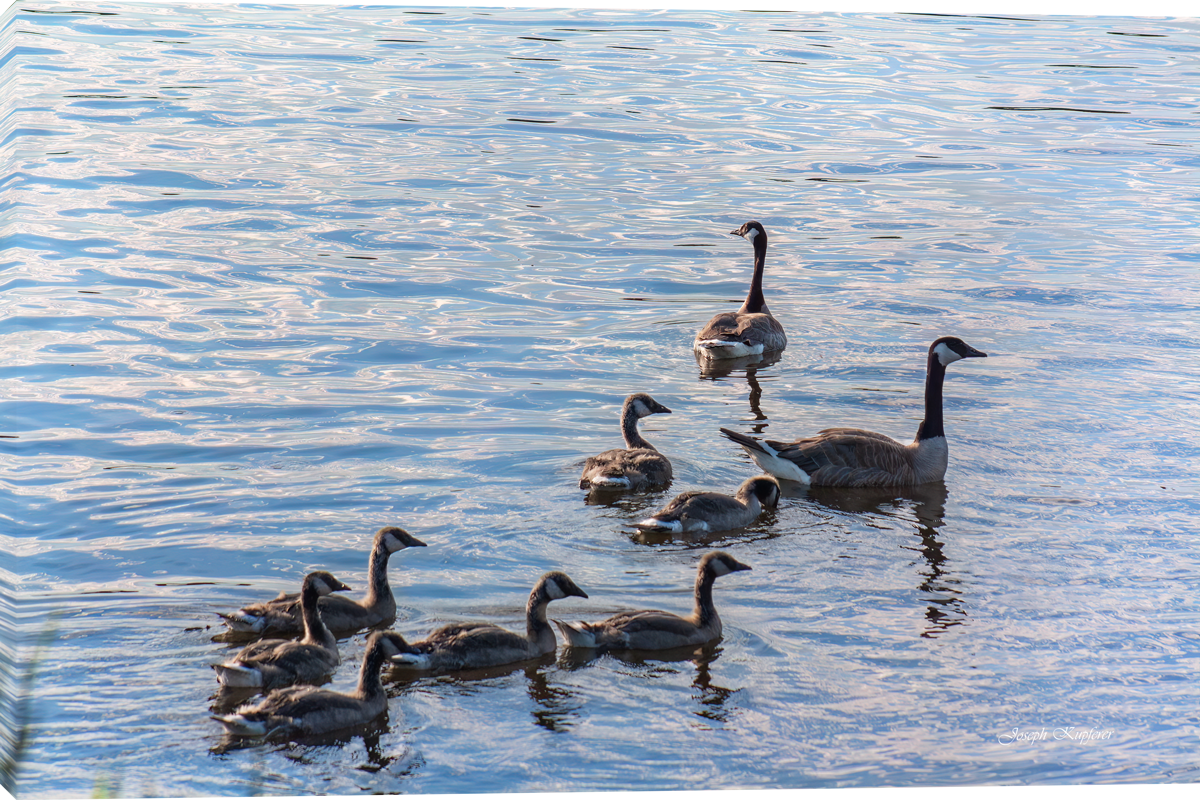 Family Swim