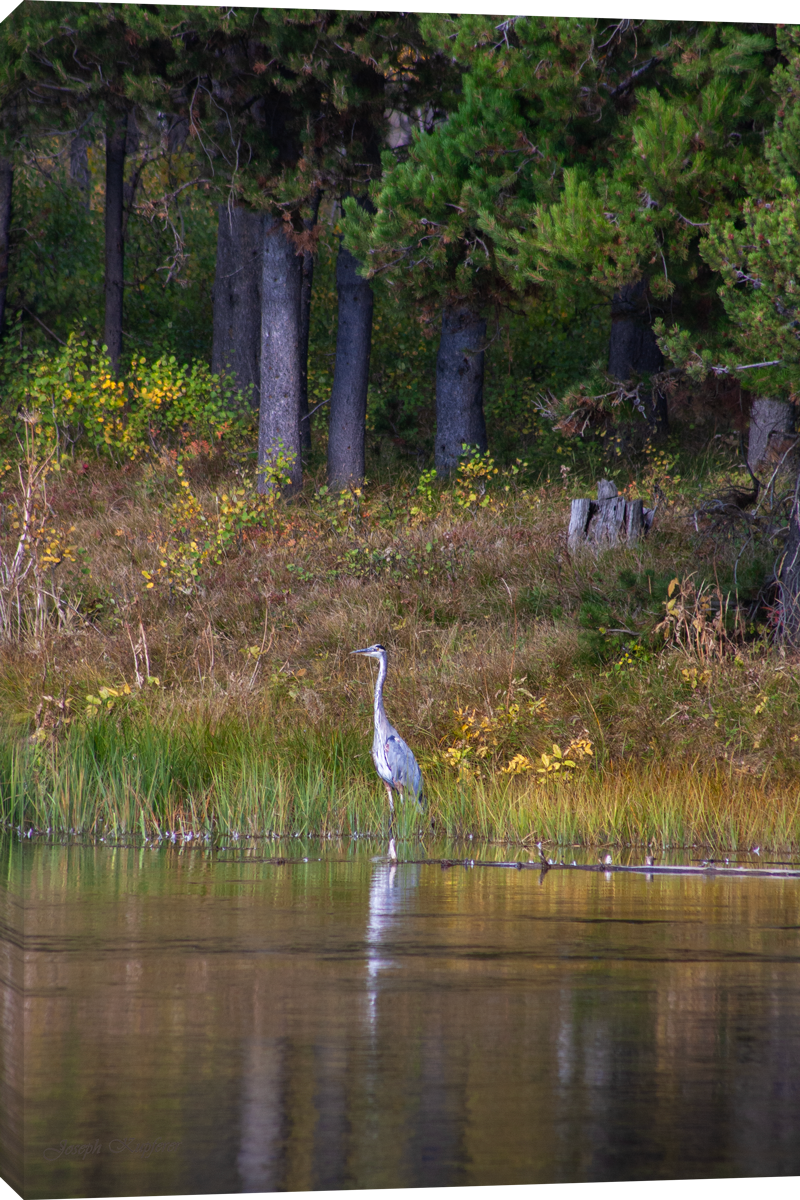 Great Blue