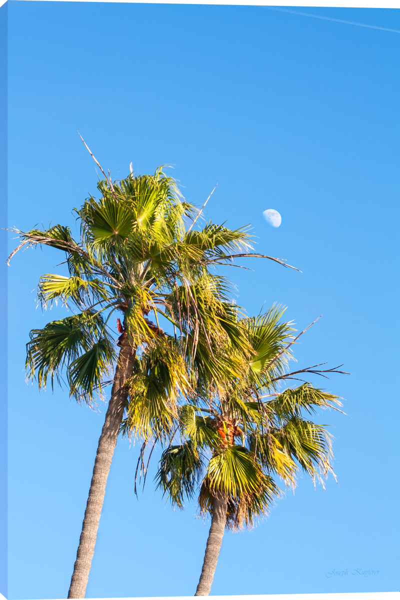 Palm Moonlight