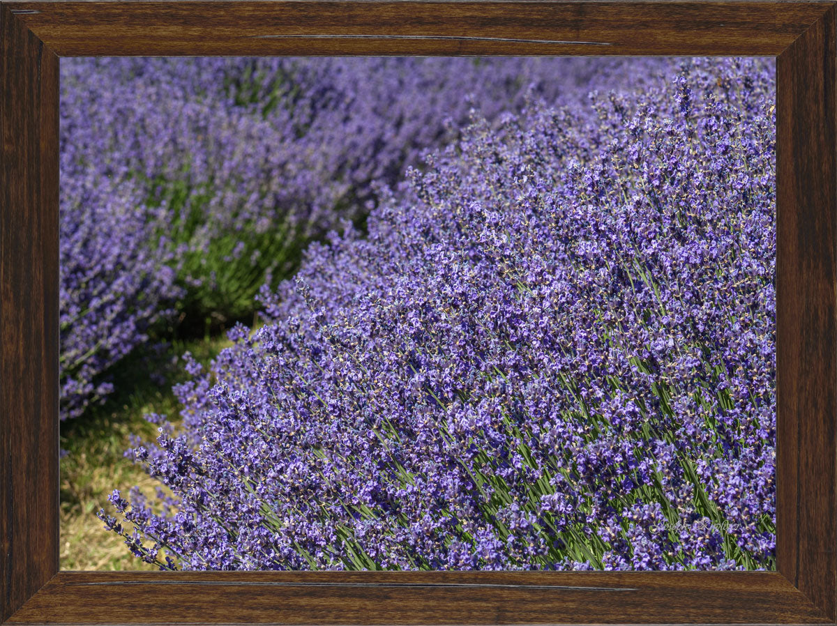 Lavender Harvest