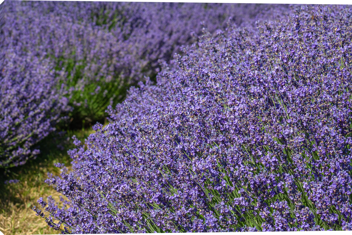 Lavender Harvest