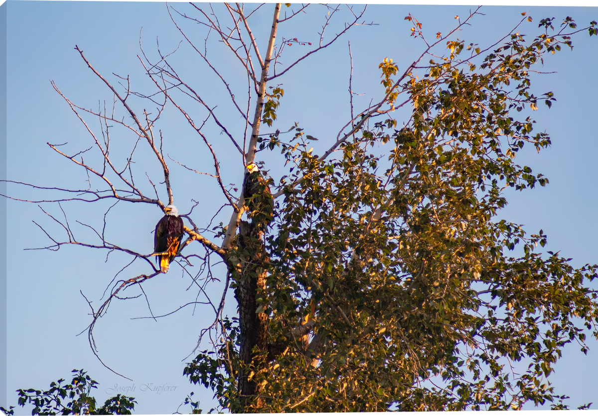 Eagle Hideout