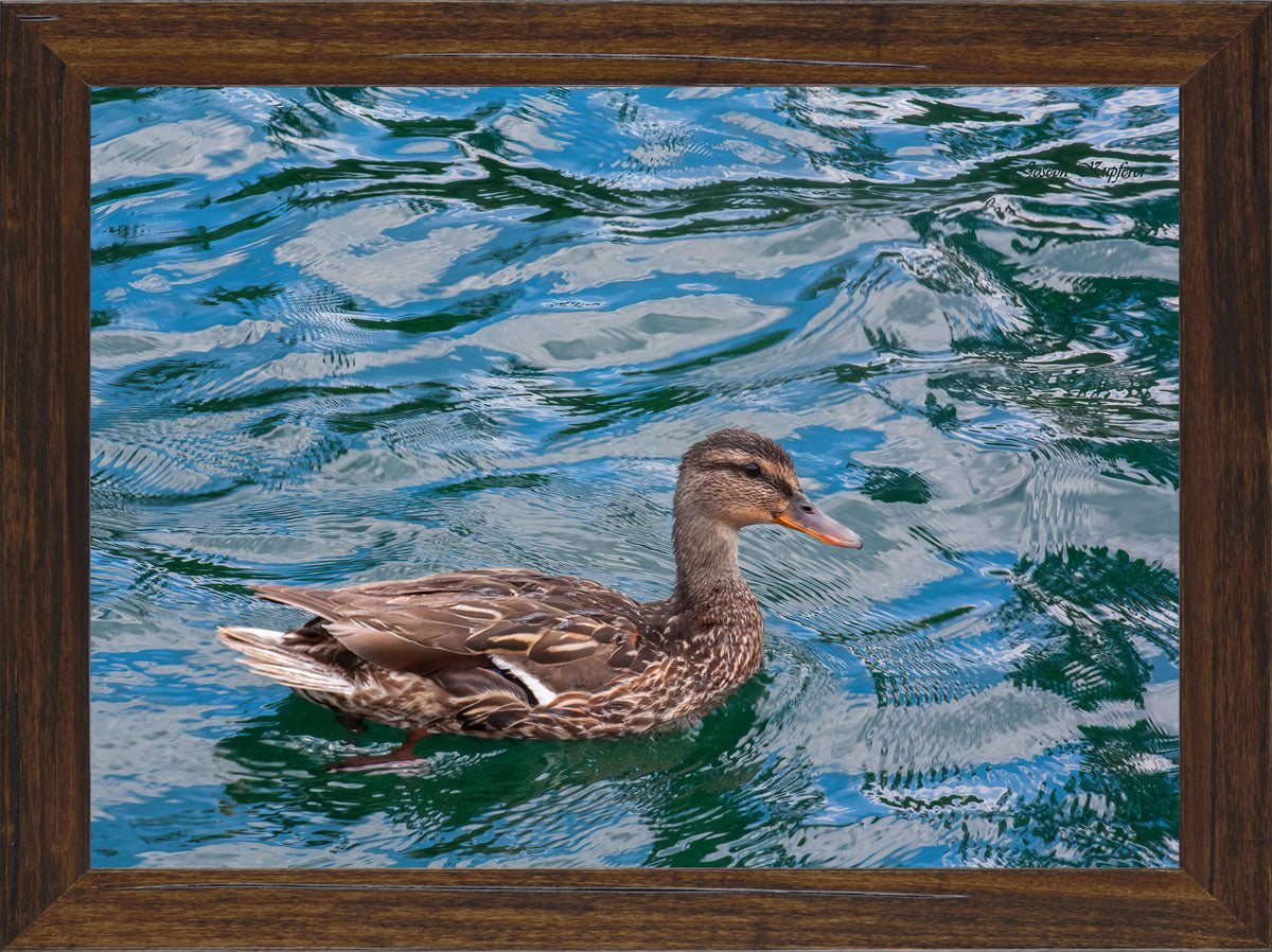 On An Afternoon Swim
