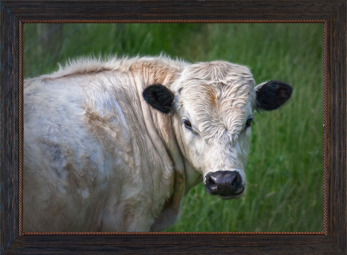 Sunday Afternoon Graze