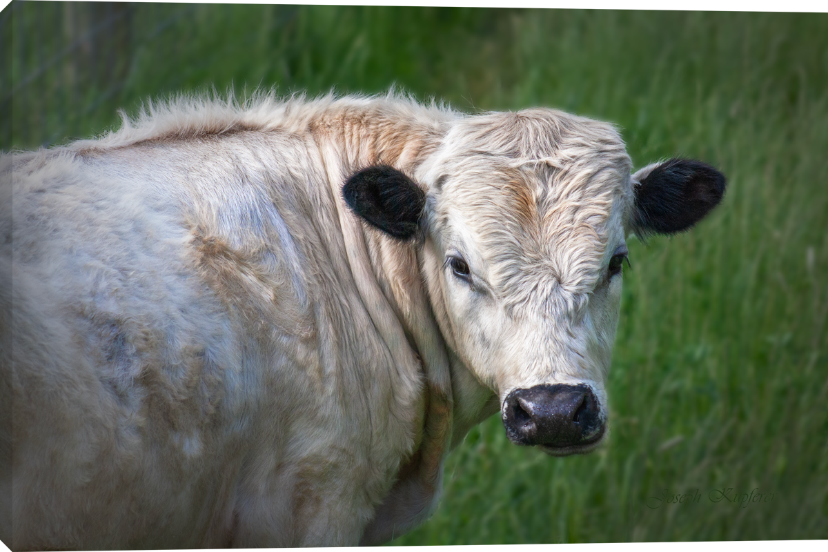 Sunday Afternoon Graze
