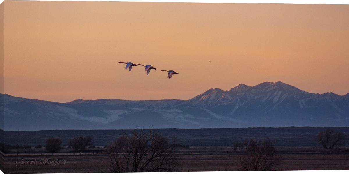 Three Little Birds