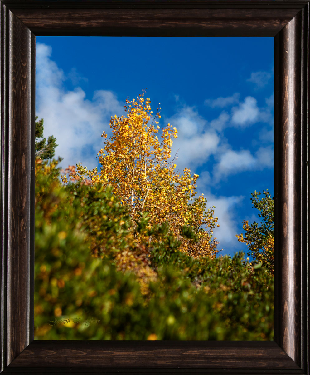 Aspen in the Wild
