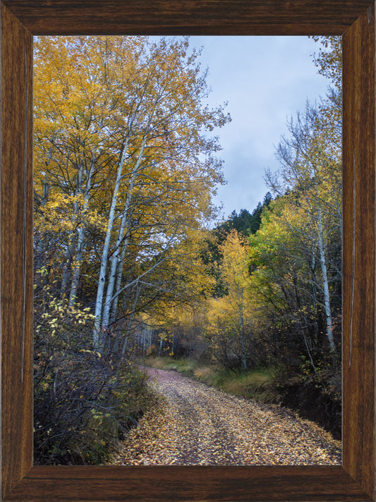 Autumn Walk