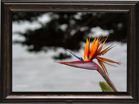Bird in Paradise