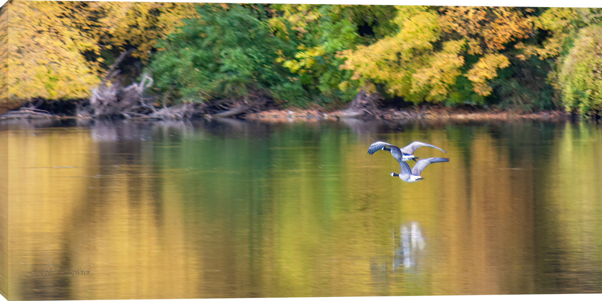 Come Fly With Me