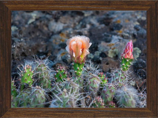 Desert Bloom