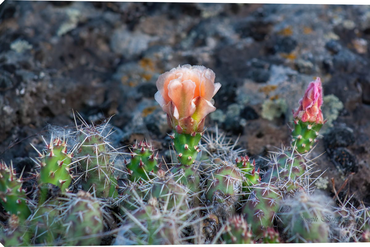 Desert Bloom