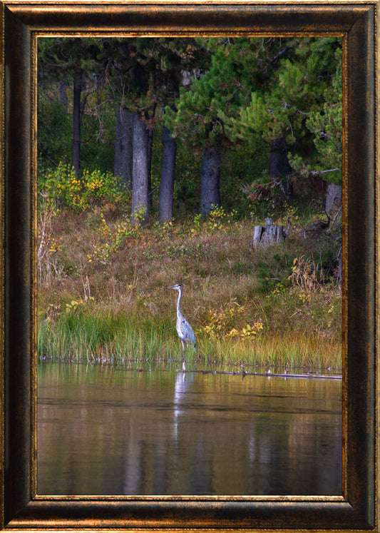 Great Blue