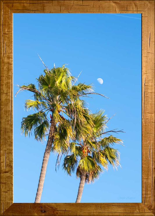 Palm Moonlight