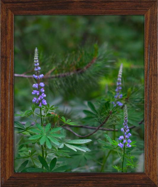 Late Spring Bloom