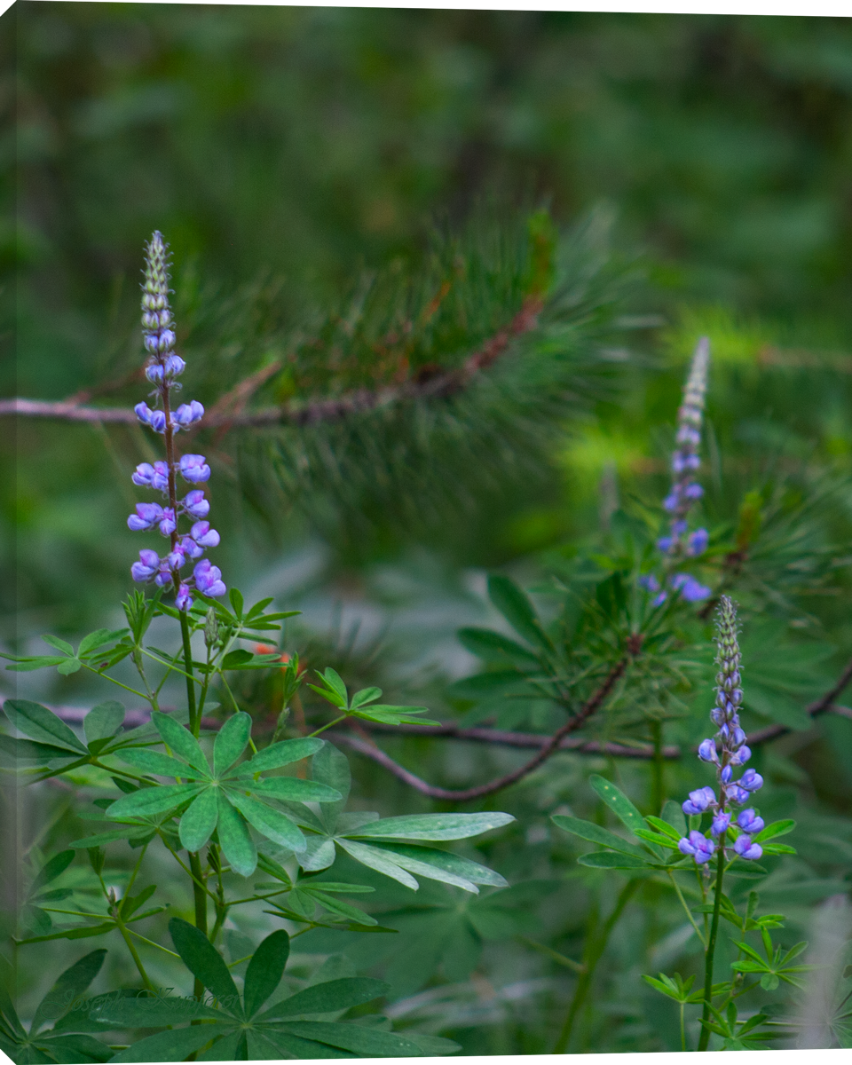 Late Spring Bloom