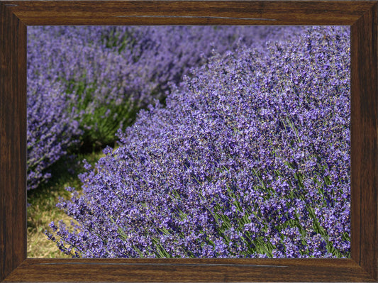 Lavender Harvest