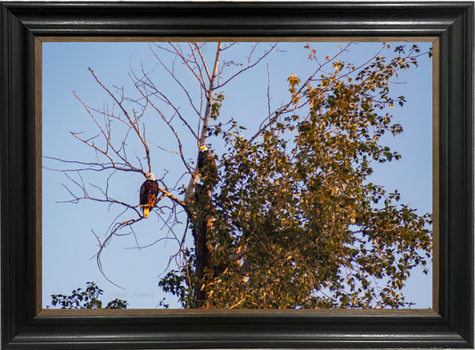 Eagle Hideout