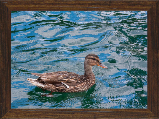 On An Afternoon Swim