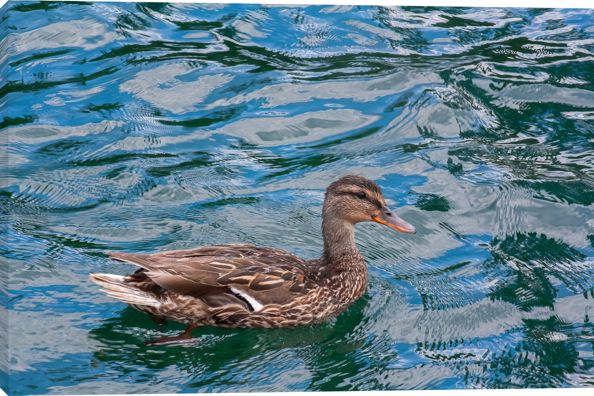 On An Afternoon Swim