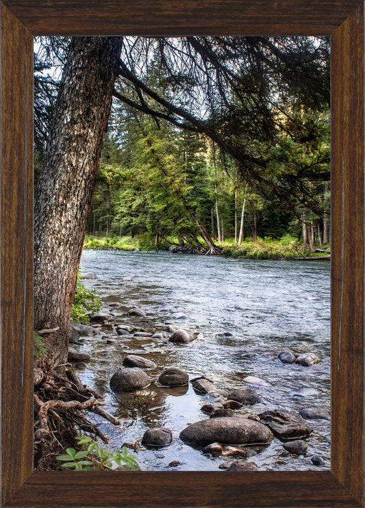 River Through the Woods