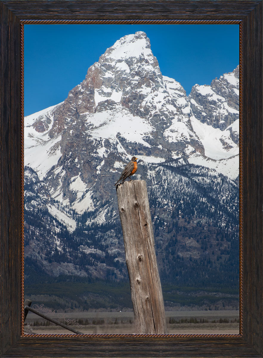 Robin Admiring the Grand
