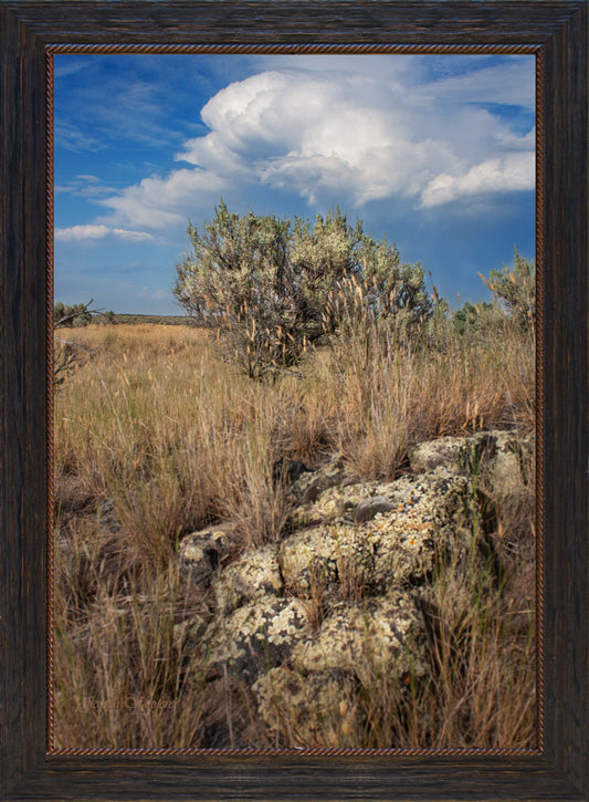 Sagebrush Wilderness