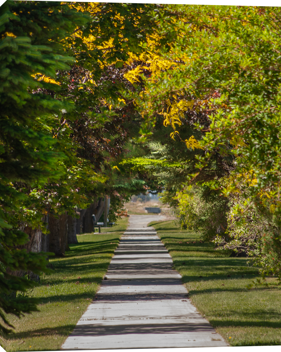 Spring Tunnel