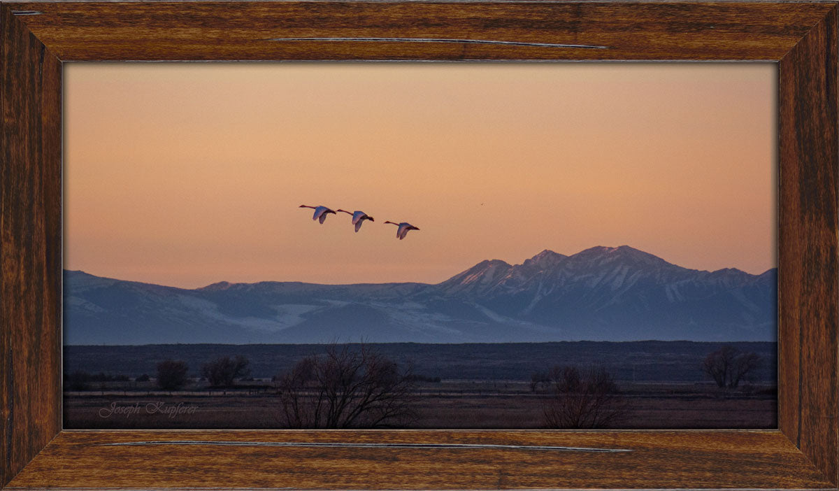 Three Little Birds