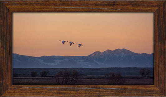 Three Little Birds